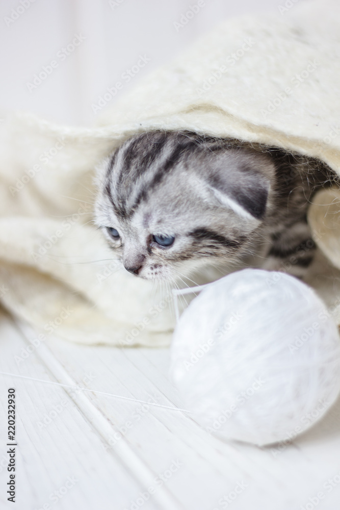 Obraz premium Portrait of young little kitten