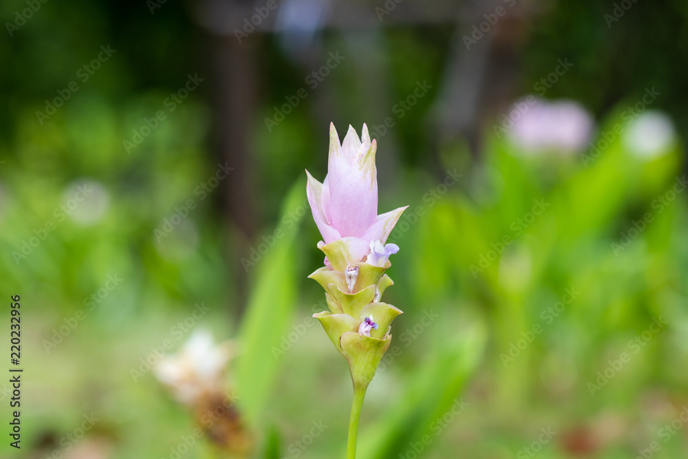 Curcuma sessilis gage or Curcuma sessilis is beautiful in the center. Amidst the blurred background Curcuma sessilis gage or Curcuma sessilis is beautiful in the center. Amidst the blurred background