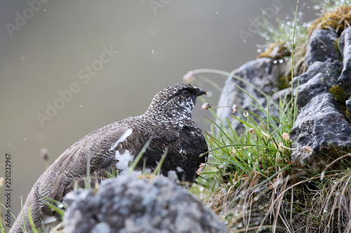 Schneehuhn photo