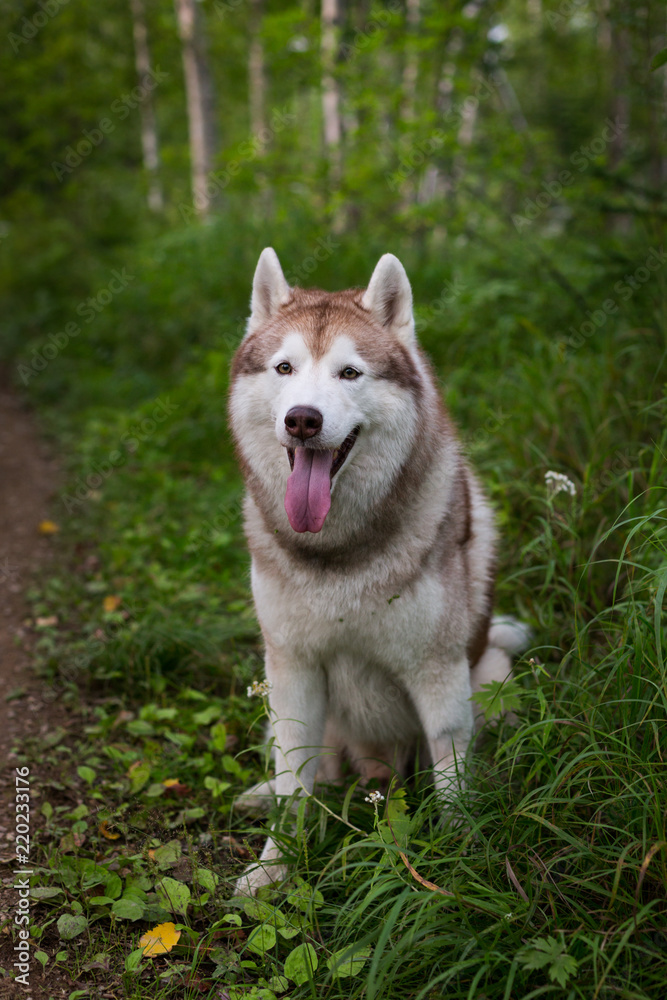 Portrait of free and beautiful dog breed siberian husky sitting in the green mysterious forest
