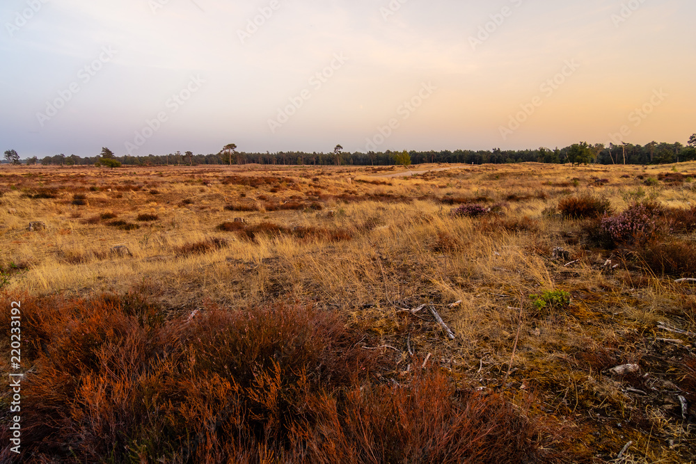 Sunset photograph with a meadow field