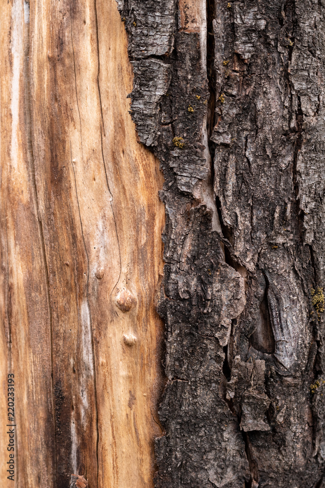 Ripped bark old tree with Contrast young old Ripped bark old tree with Contrast young old