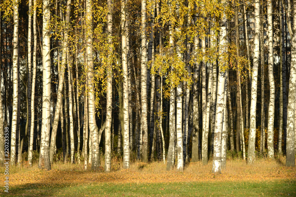 Fototapeta premium Birches in autumn park