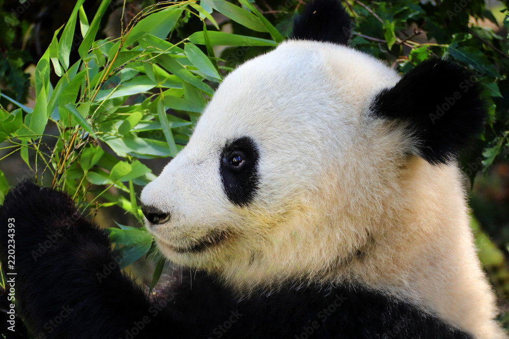 Obraz premium Giant Panda close-up with bamboo