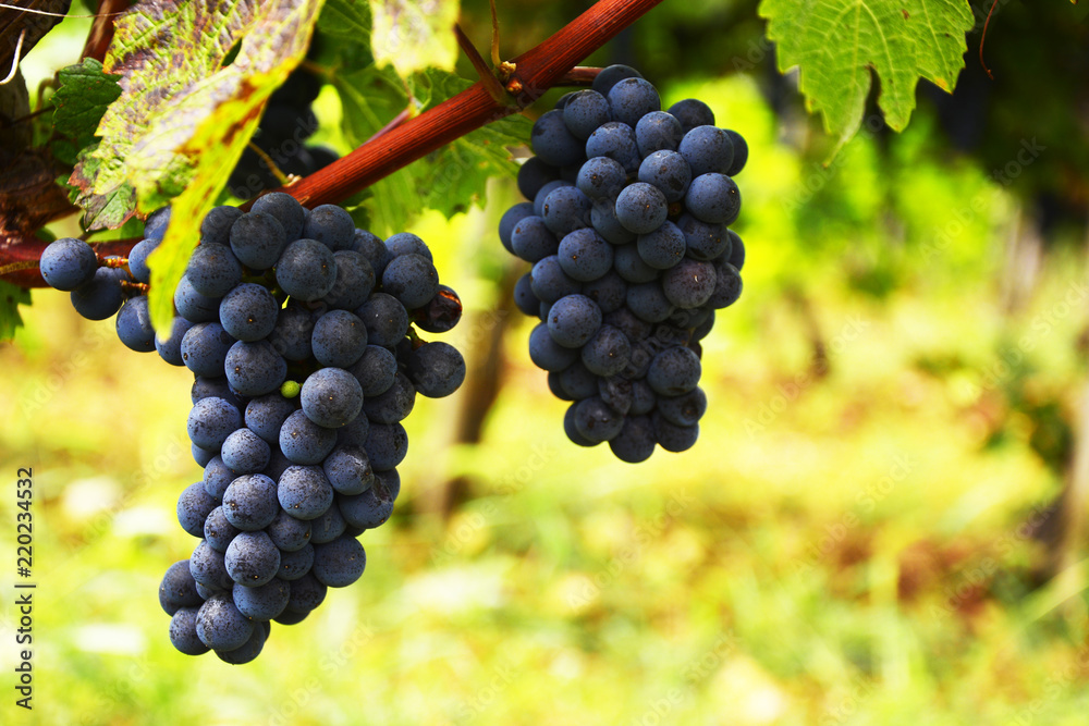 Large bunch of red wine grapes hang from a vine, warm. Ripe grapes with green leaves. Nature background with Vineyard. Wine concept
