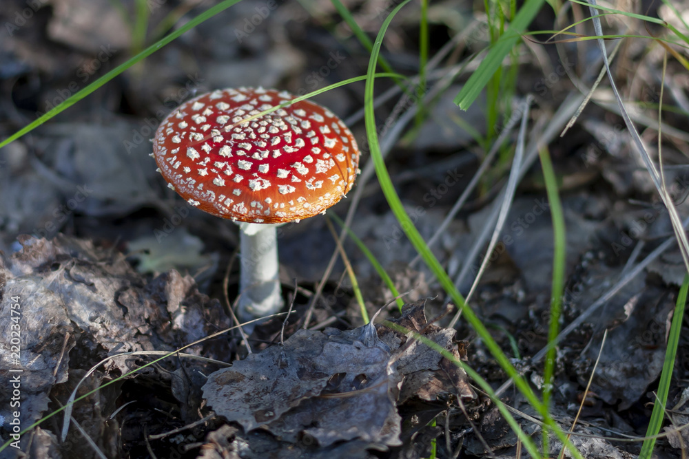Red fly agaric, close-up. Amanita muscaria.