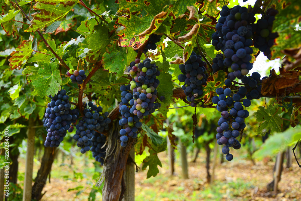 Large bunch of red wine grapes hang from a vine, warm. Ripe grapes with green leaves. Nature background with Vineyard. Wine concept
