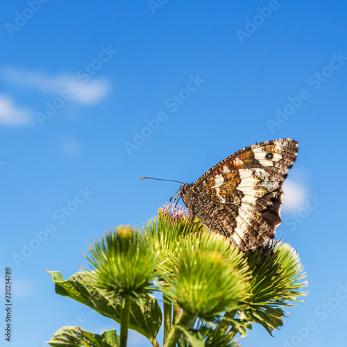 Weißer Waldportier auf einer Distel photo