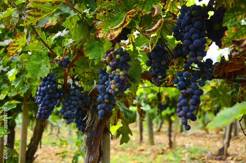 Large bunch of red wine grapes hang from a vine, warm. Ripe grapes with green leaves. Nature background with Vineyard. Wine concept 