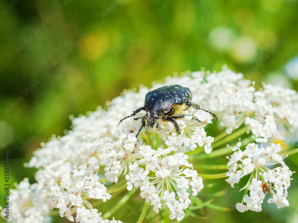 Rosenkäfer auf einer wilden Möhre Rosenkäfer auf einer wilden Möhre