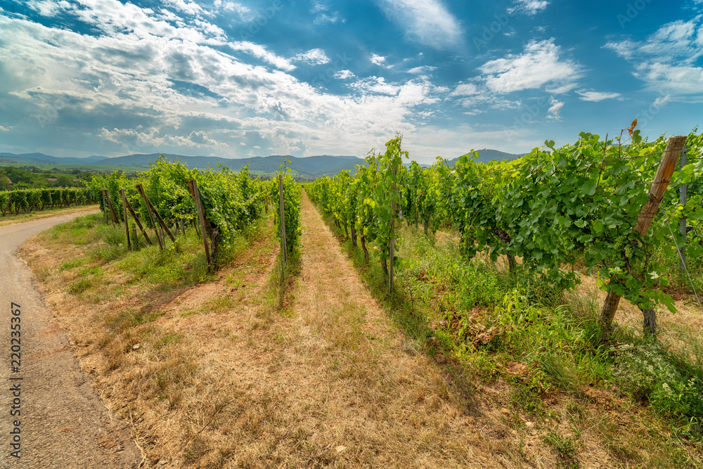 Ingrapes in the vineyard
