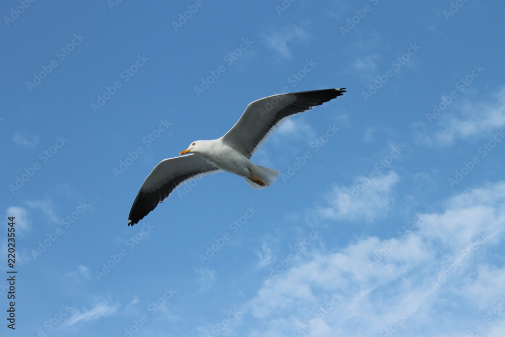 Obraz premium bird