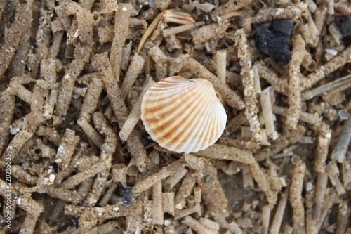 Shells and sand
