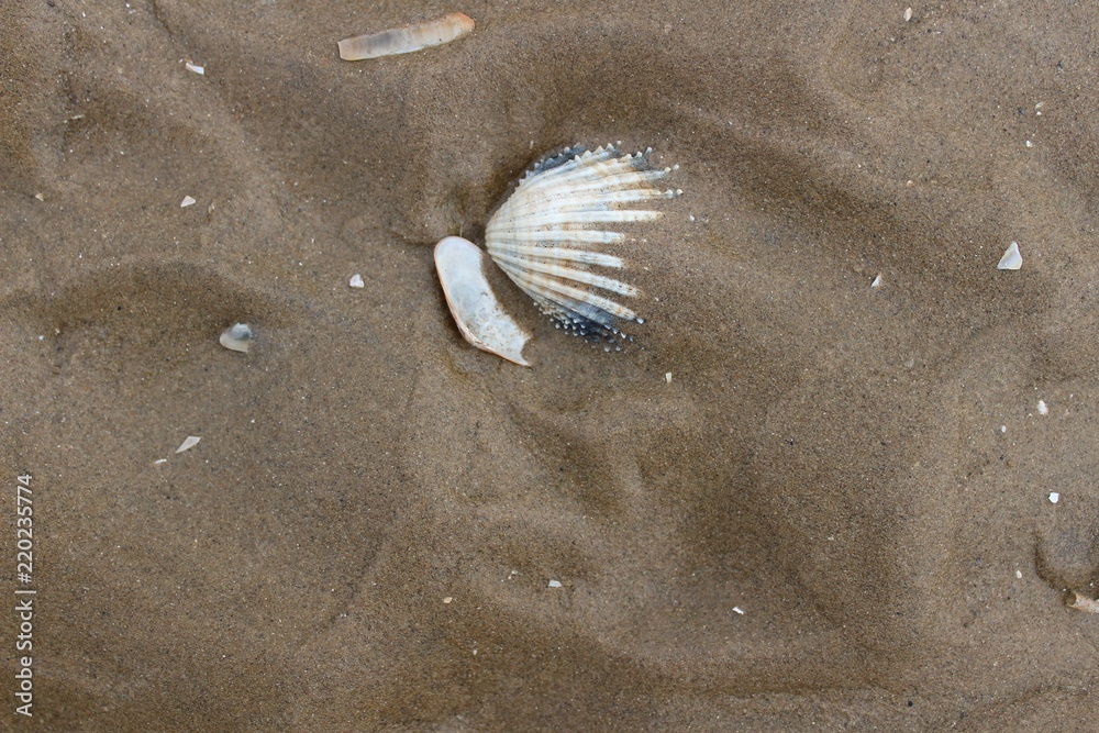 Shells and sand Shells and sand