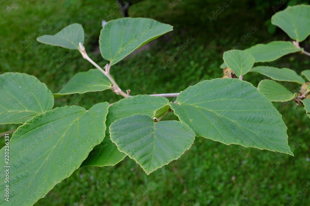 custom made wallpaper toronto digitalHamamelis x intermedia, Nina