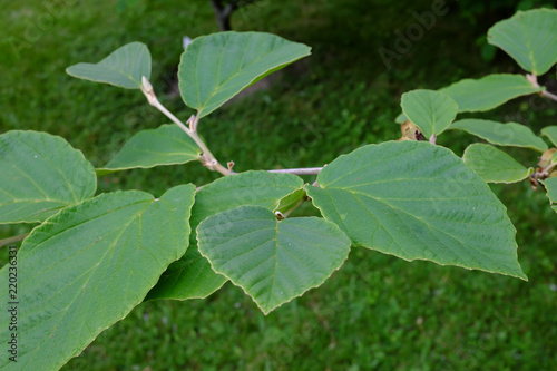 Wallpaper Mural Hamamelis x intermedia, Nina Torontodigital.ca