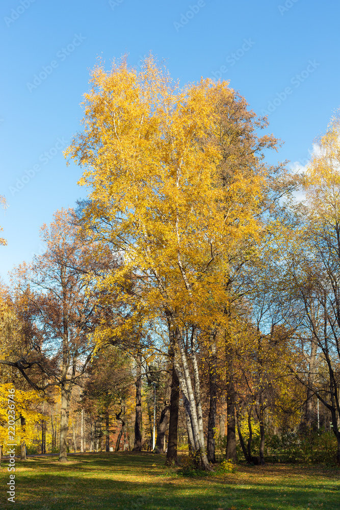 landscape with golden foliage