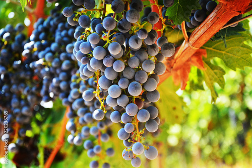Large bunch of red wine grapes hang from a vine, warm. Ripe grapes with green leaves. Nature background with Vineyard. Wine concept