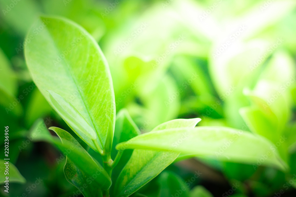 Closeup, Nature of green leaf in garden at summer under sunlight. Using as a background or wallpaper. Closeup, Nature of green leaf in garden at summer under sunlight. Using as a background or wallpaper.