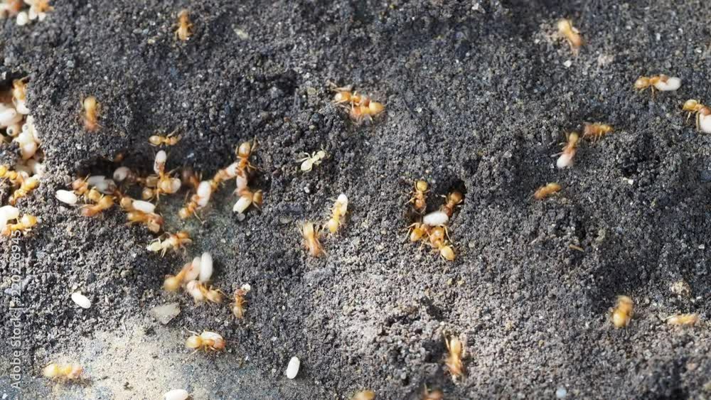 Yellow meadow ant, (also yellow hill ant) colony collecting eggs Yellow meadow ant, (also yellow hill ant) colony collecting eggs