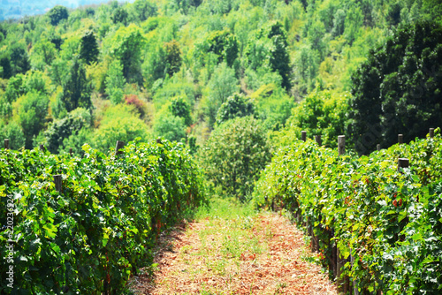 Vineyard and vines in the early summer, royal vineyard.Vineyard, nature landscapape