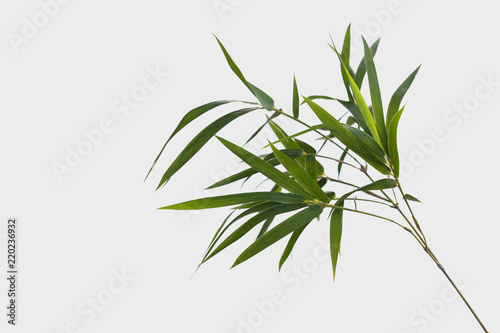 bamboo isolated on gray background with clipping path