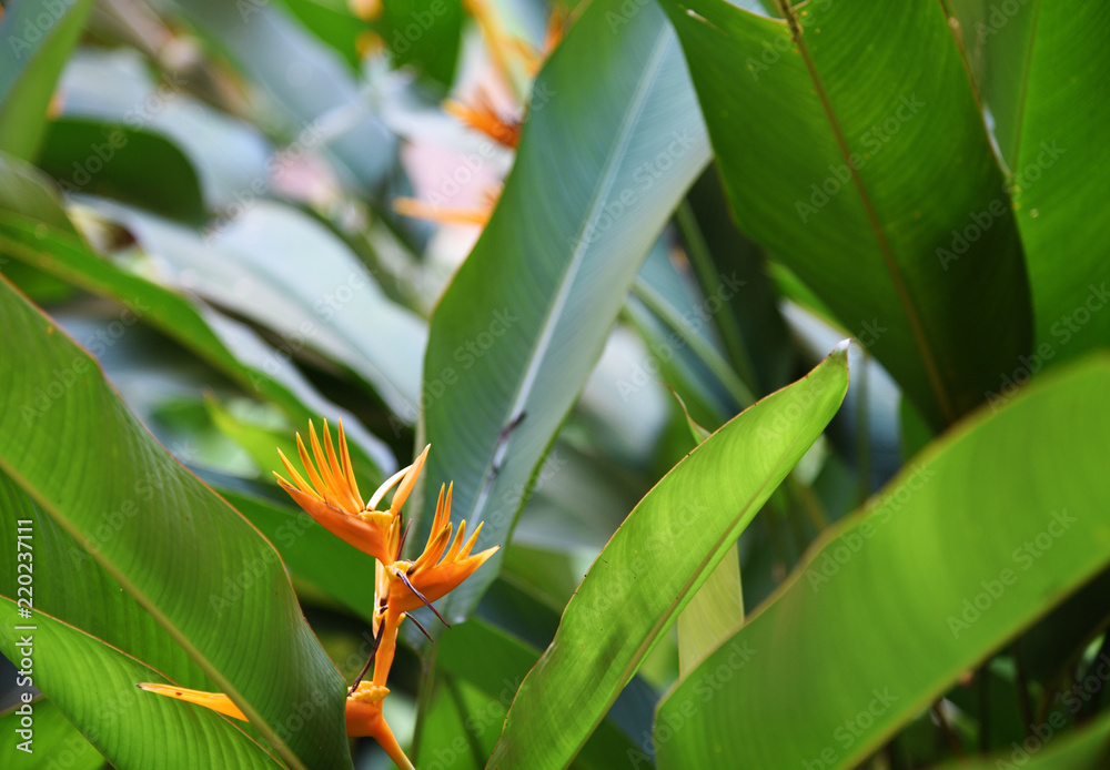 Obraz premium Orange flowers In the garden at home