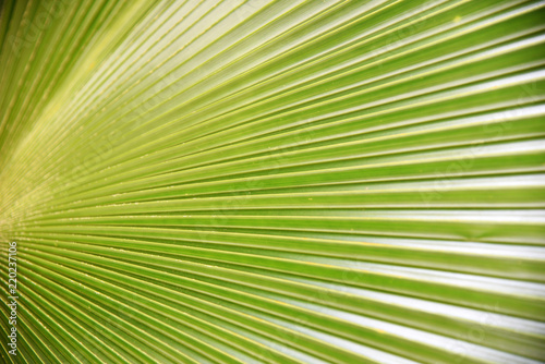 Palm leaves Green nature