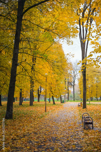 Autumn in the park. Trees with colorful leaves