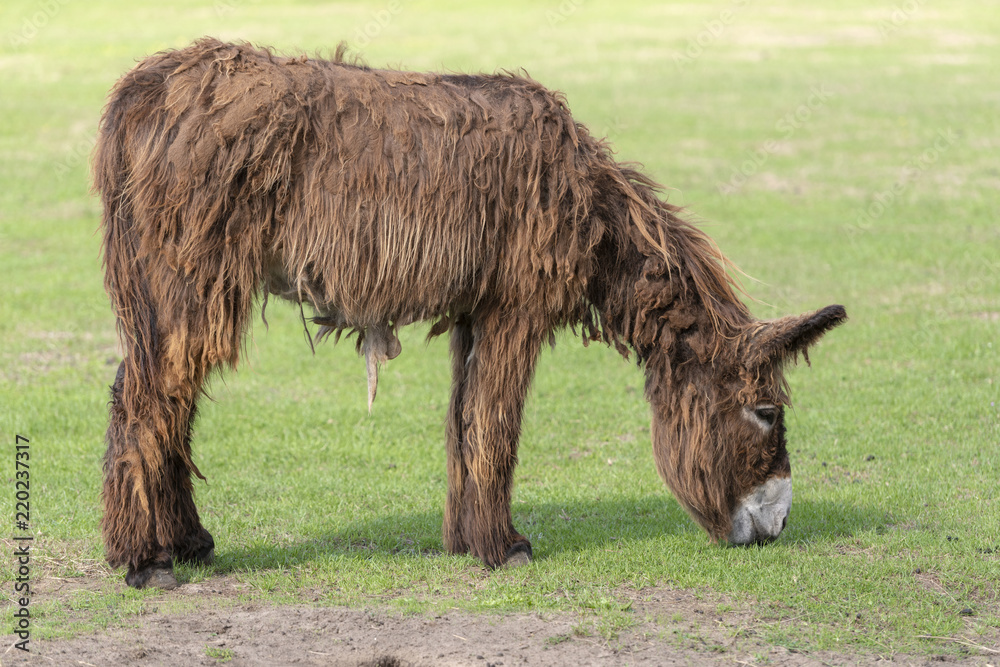 Donkey Equus africanus asinus with long hair in a meadow. Donkey Equus africanus asinus with long hair in a meadow.
