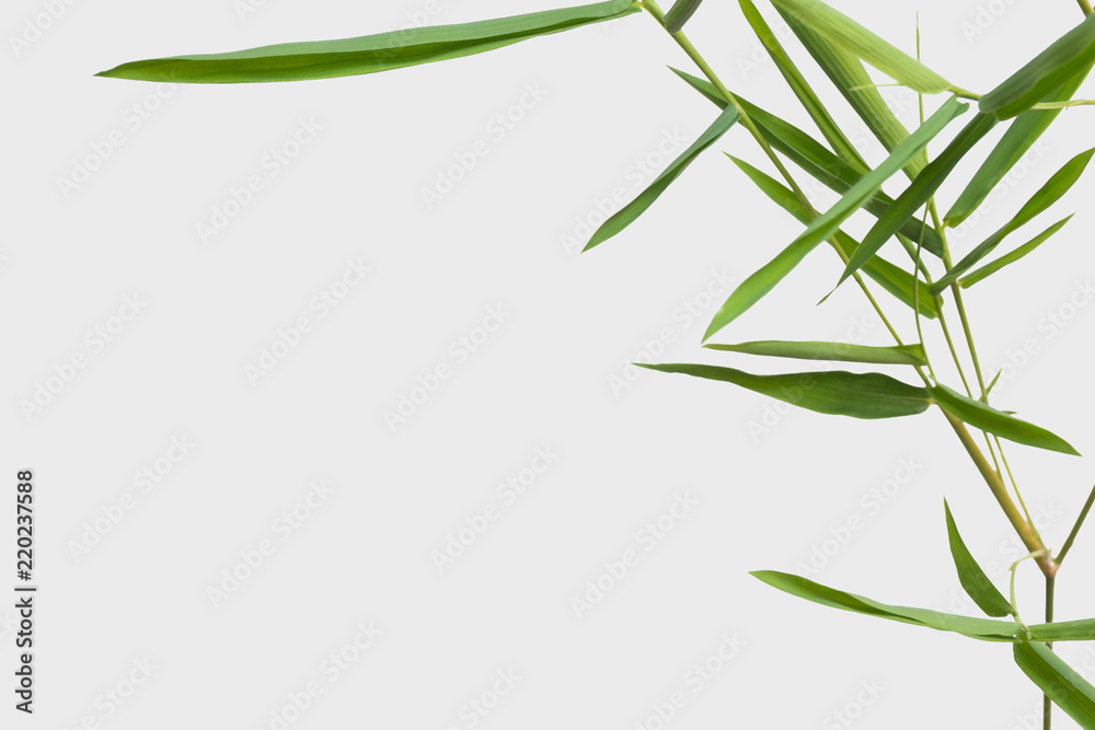Fototapeta premium bamboo isolated on gray background with clipping path