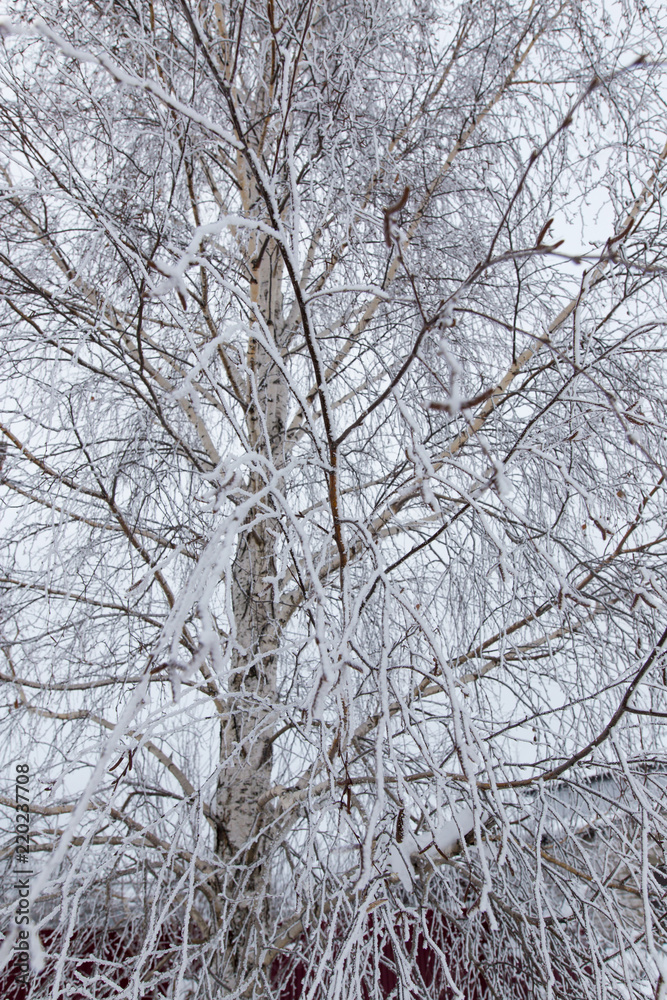 Snow on the branches of a tree Snow on the branches of a tree