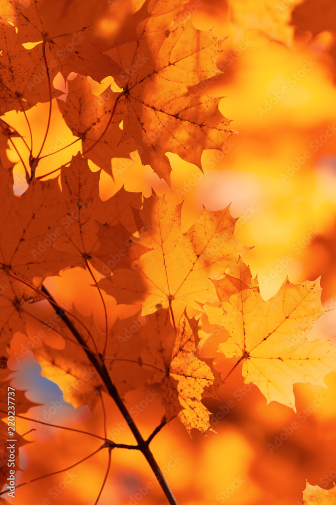 Red leaves on trees in the forest in autumn