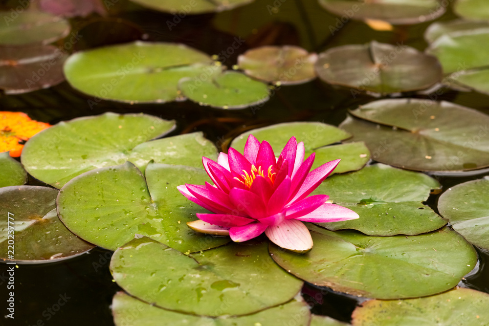 Lotus flower on background of green leaves and water Lotus flower on background of green leaves and water