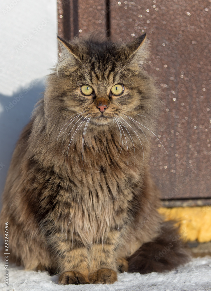 Portrait of a Maine Coon cat in nature