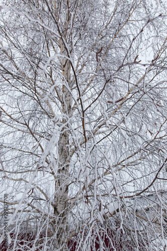 Snow on the branches of a tree © schankz