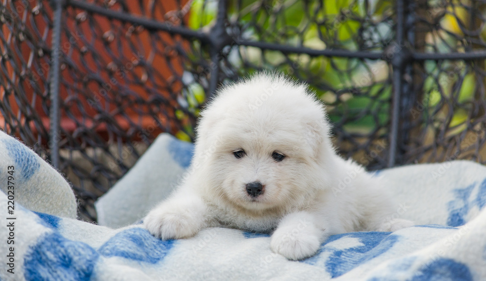 cute Samoyed puppy lies in an armchair in the yard cute Samoyed puppy lies in an armchair in the yard