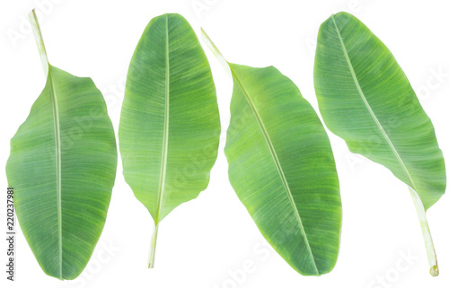 banana leaf.Isolated on white background with clipping path.