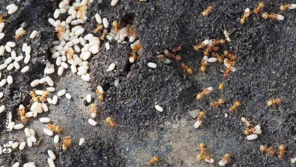 Yellow meadow ant, (also yellow hill ant) colony collecting eggs Yellow meadow ant, (also yellow hill ant) colony collecting eggs