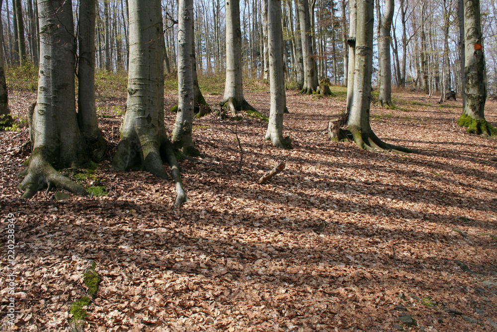 Fototapeta premium Brown leaves in the forest