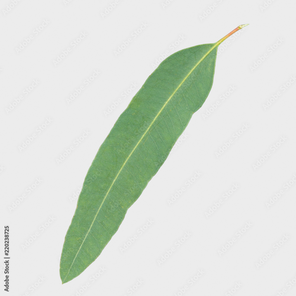 Obraz premium eucalyptus isolated on gray background with clipping path