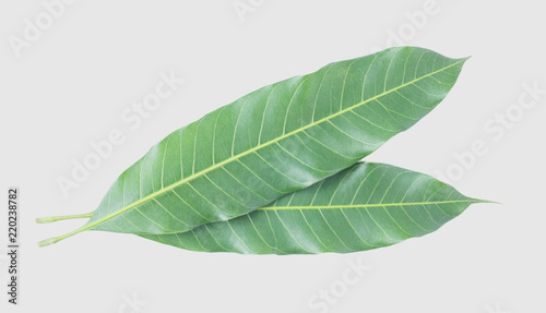 Green leaves of mango  isolated on gray background  clipping path