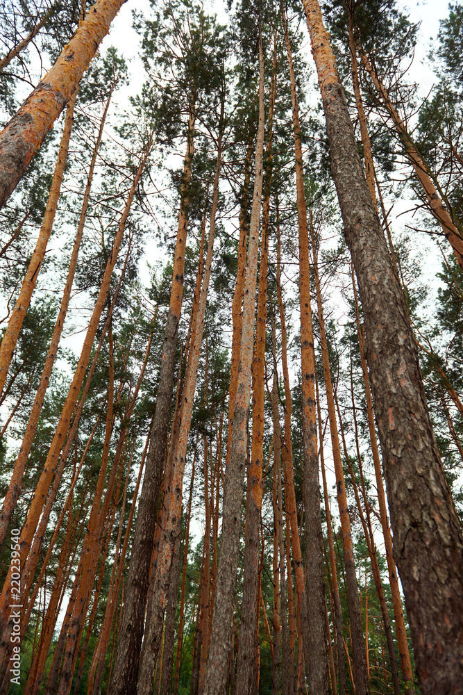 Fototapeta premium pine forest as a backdrop, beautiful and wild nature landscape