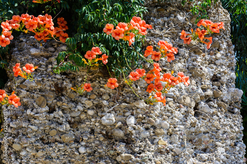 bright summer background. orange flowers curl on the wall of limestone