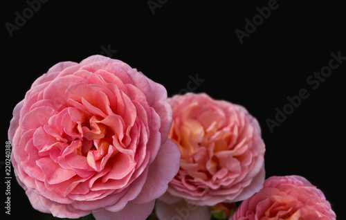 Pink wild roses on black background, dogroses
