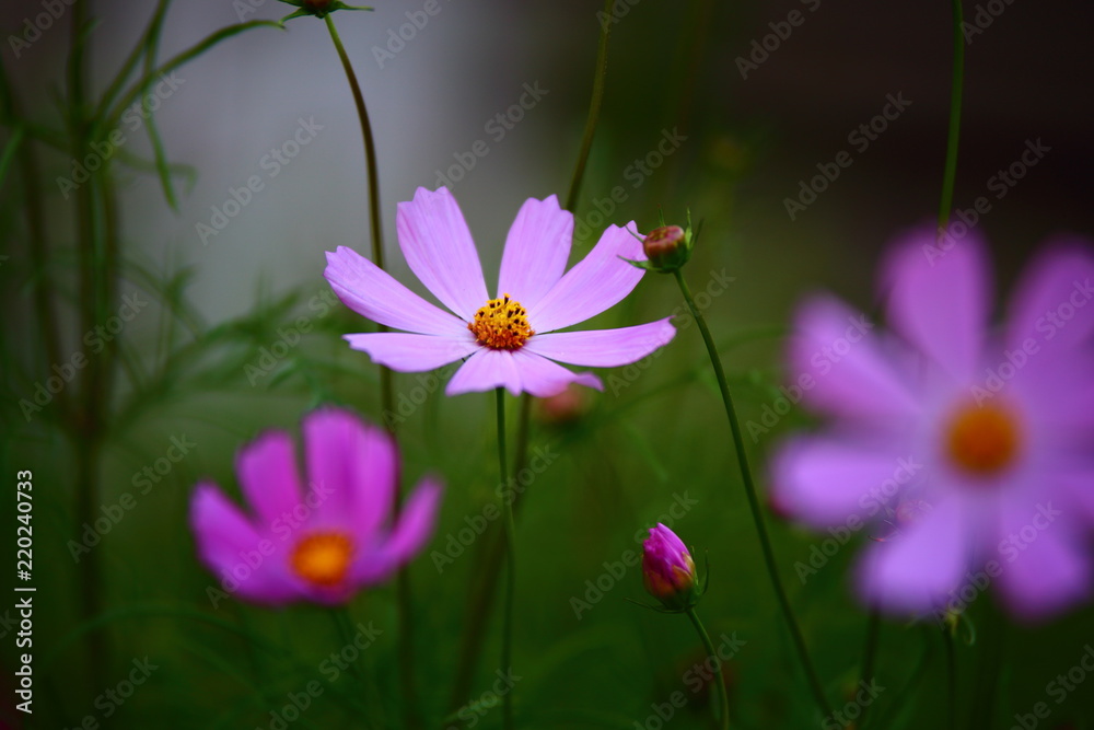 Fototapeta premium Flower pink