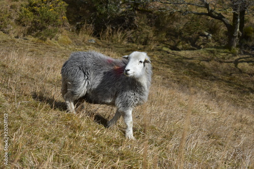 Herdwick sheep turning around