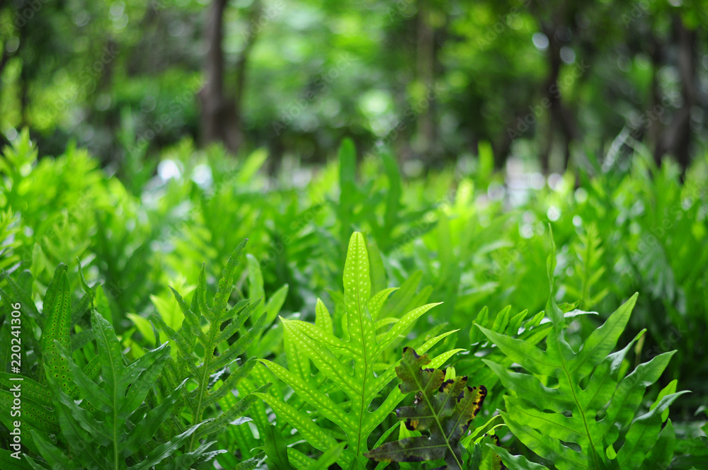 natural green background natural green background