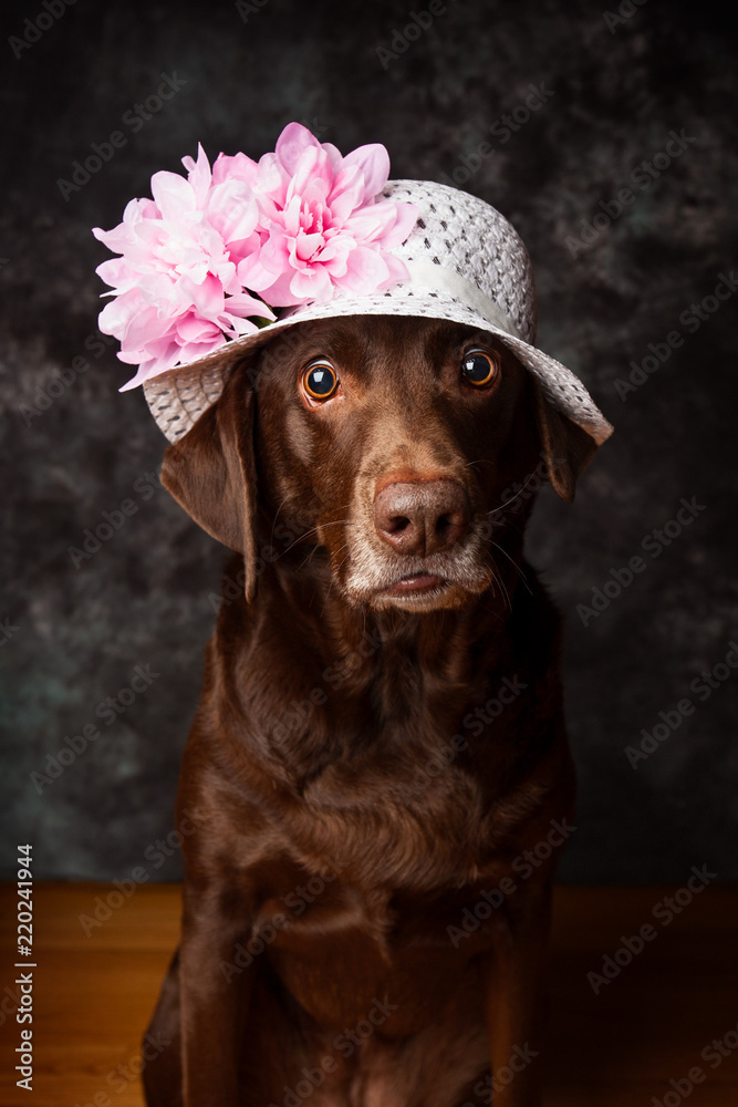 Brown Labrador Dog Wearing White Hat with Pink Flowers with Shocked Expression Stock Photo Adobe Stock