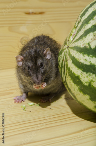 Rat eats a watermelon.